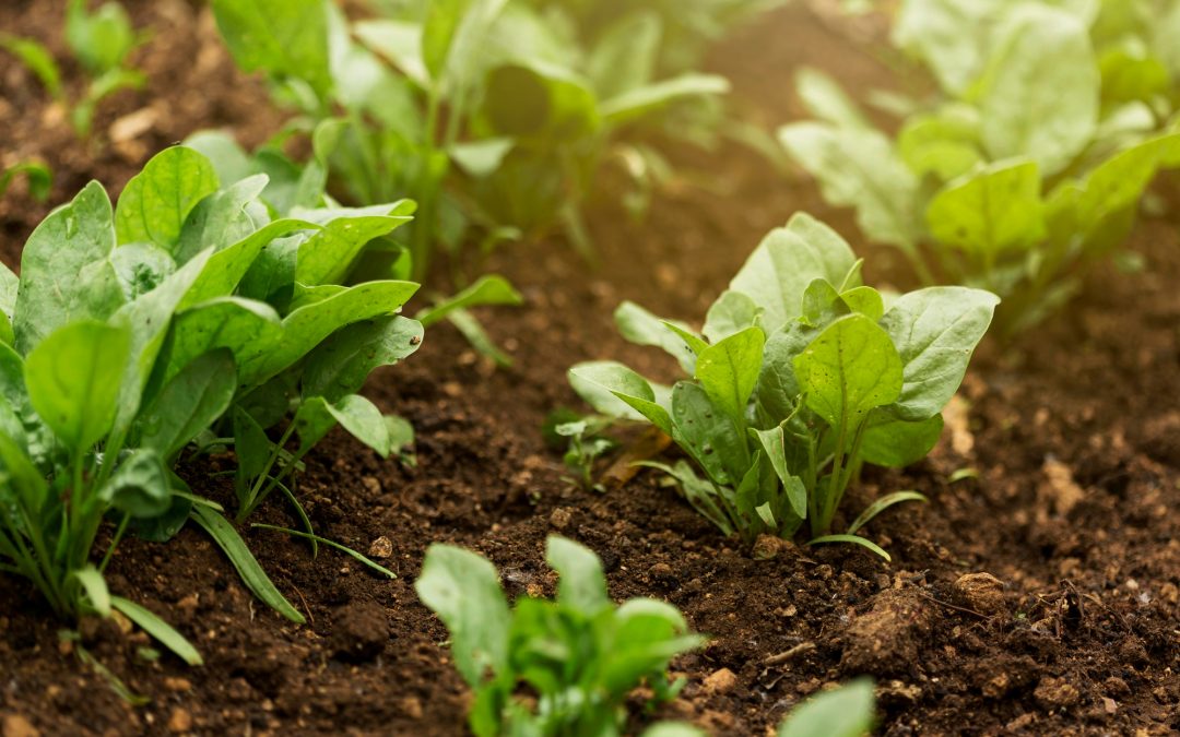 The Sunday Mail – All set for Agric Technovation Exhibition.