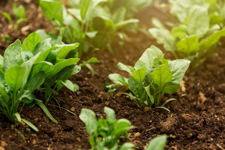 All set for Agric Technovation Exhibition