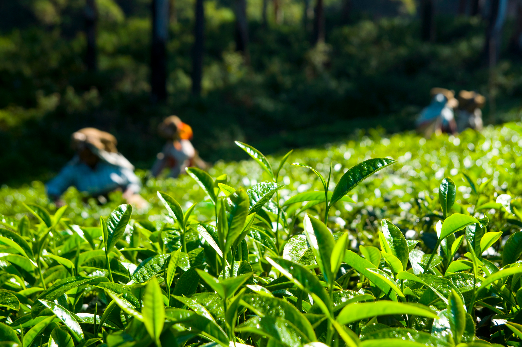 tea-pickers-working-kerela-india