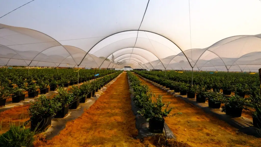 Rows of blueberry bushes under net tunnels on a client farm