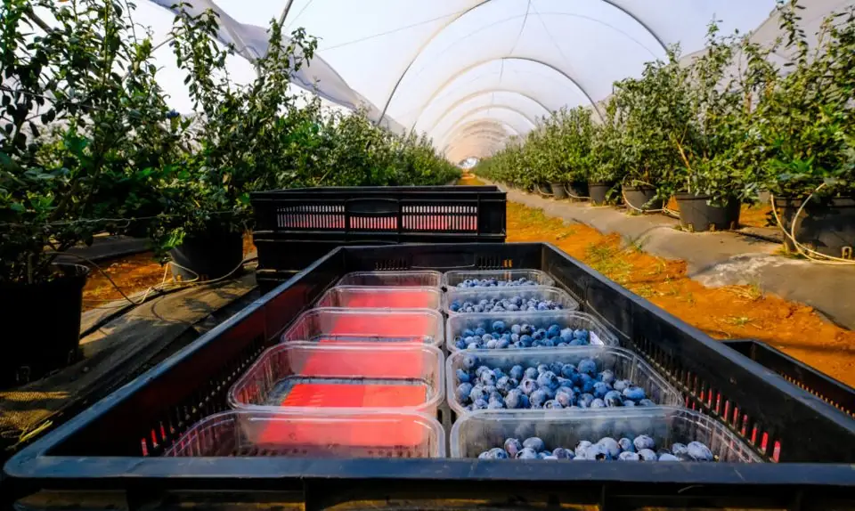 Punnets of fresh blueberries in a picking crate between rows of bushes
