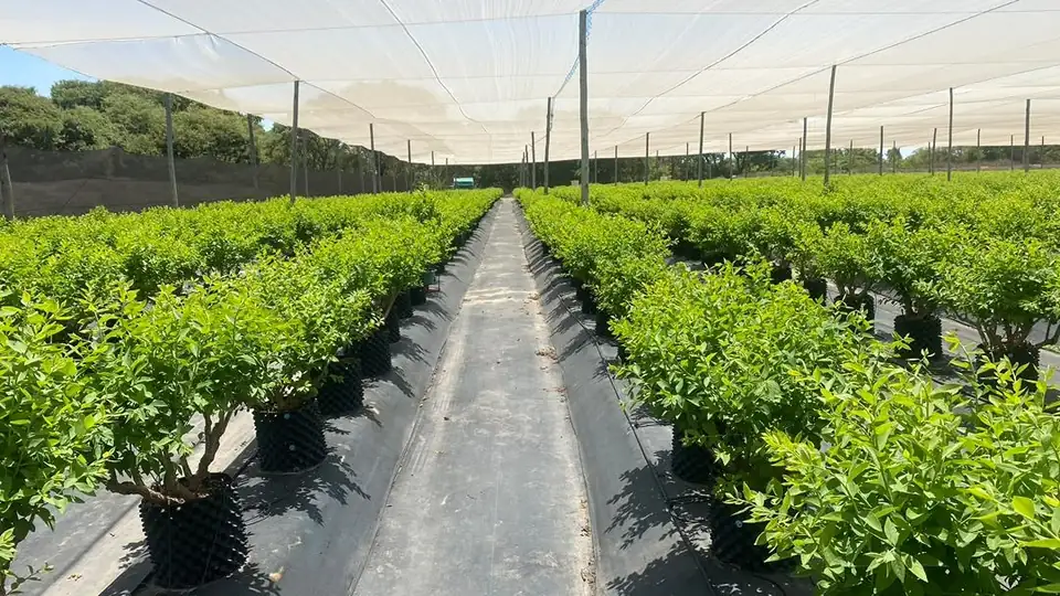 Rows of potted blueberry bushes under shade netting at Hilbre Farm