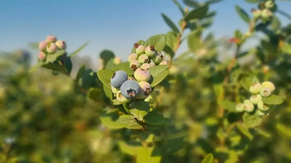 Blueberries ripening on the bush at Komani Estate